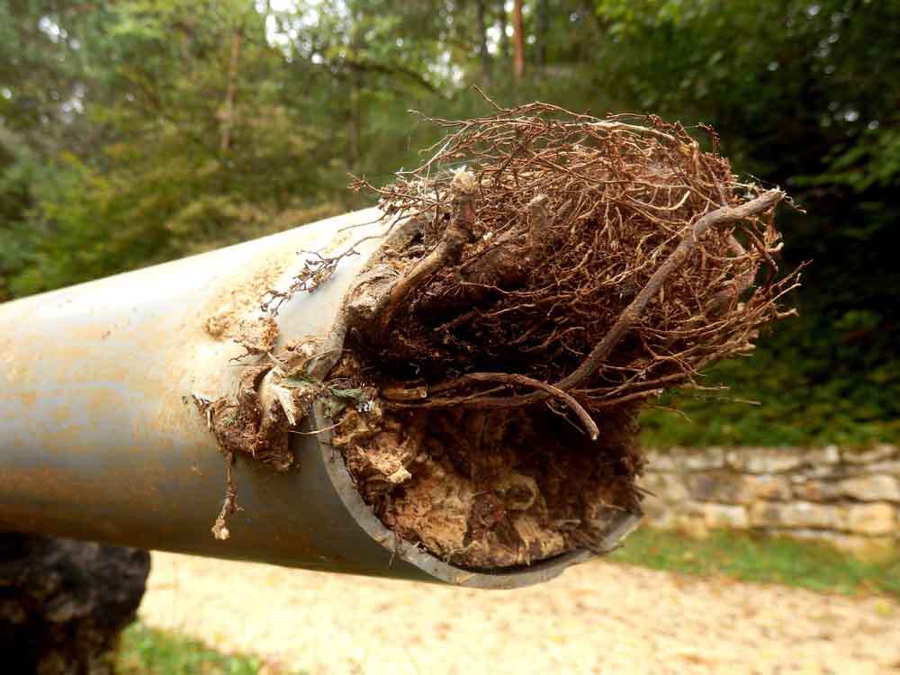 sewer line with tree roots